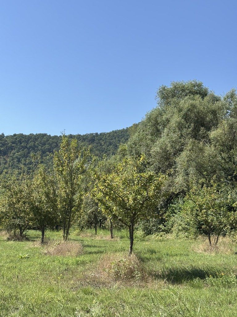 Satılır torpaq 105 sot — Torpaq, Qəbələ (7)