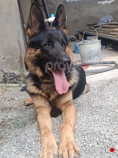 Alman çoban iti, 2 il, Erkək