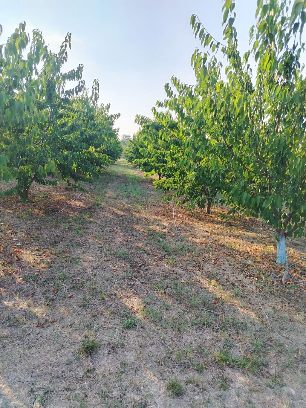 180 sot Kənd təsərrüfatı, Su — Torpaq, Qusar (9)