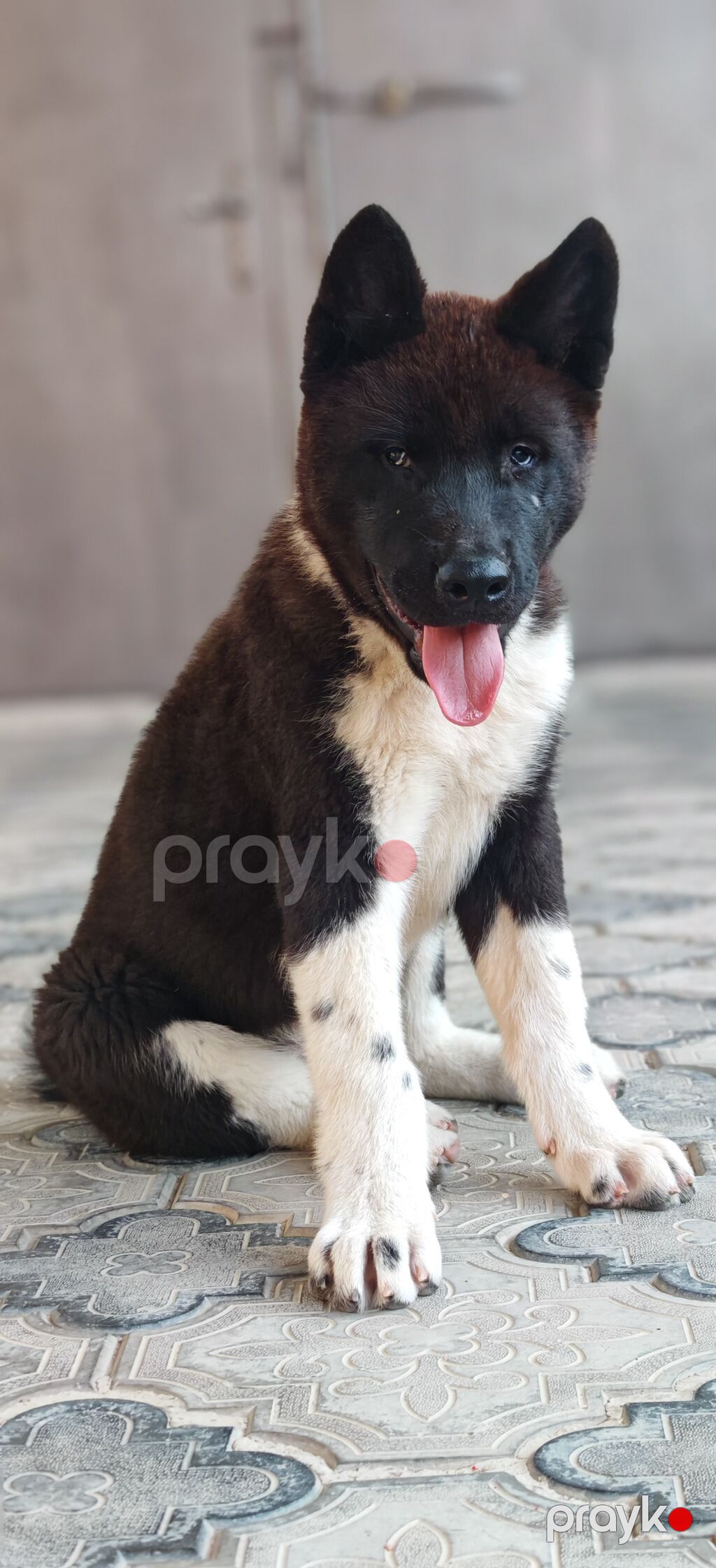 Akita-inu, 3 ay, Erkək, Peyvəndli, Ünvandan götürmə — Heyvanlar, Digah (3)