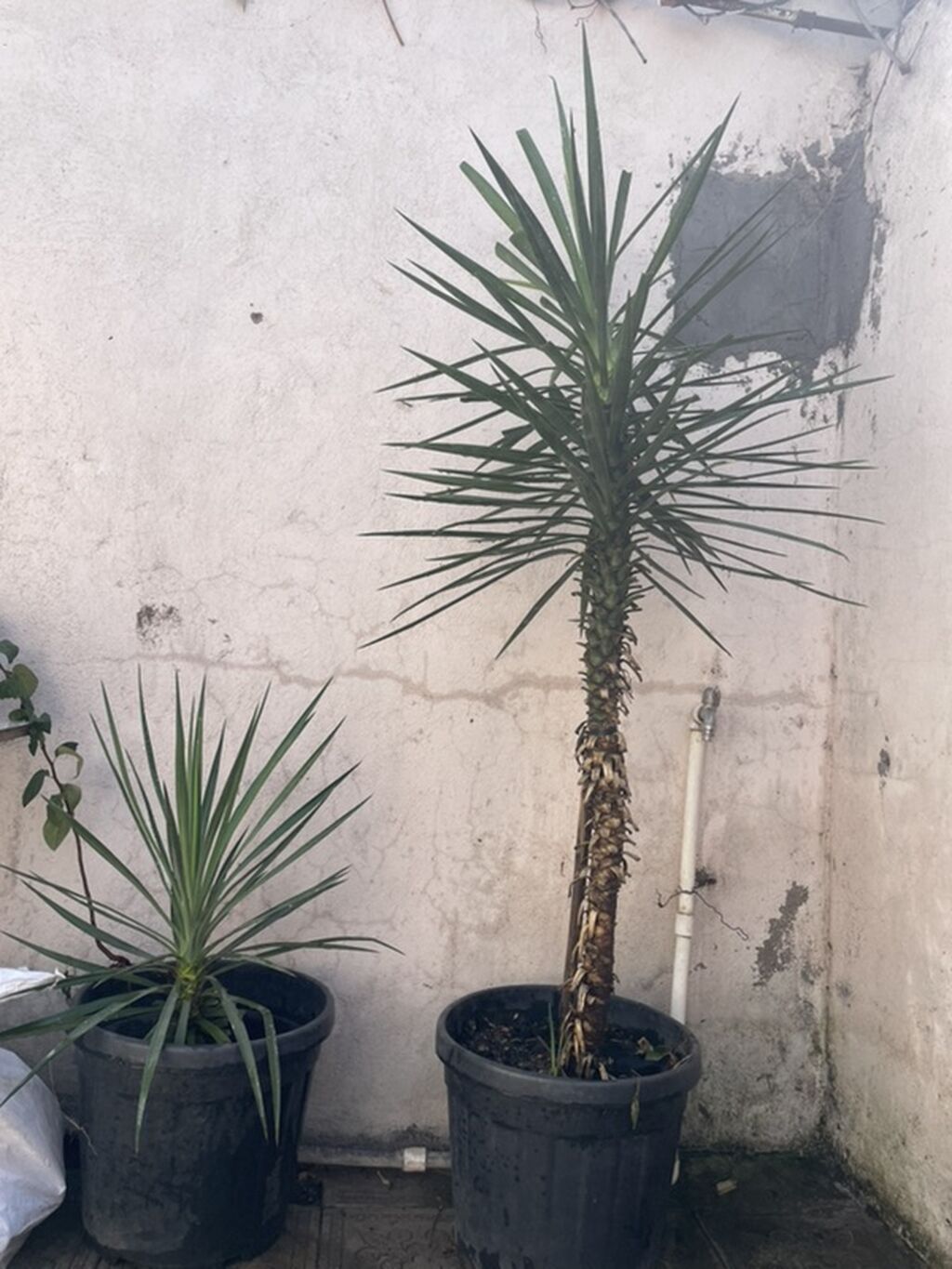 Qablarda Yucca (Yukka) bitkiləri - 2 ədəd (hündür və kiçik)