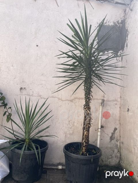 Qablarda Yucca (Yukka) bitkiləri - 2 ədəd (hündür və kiçik)