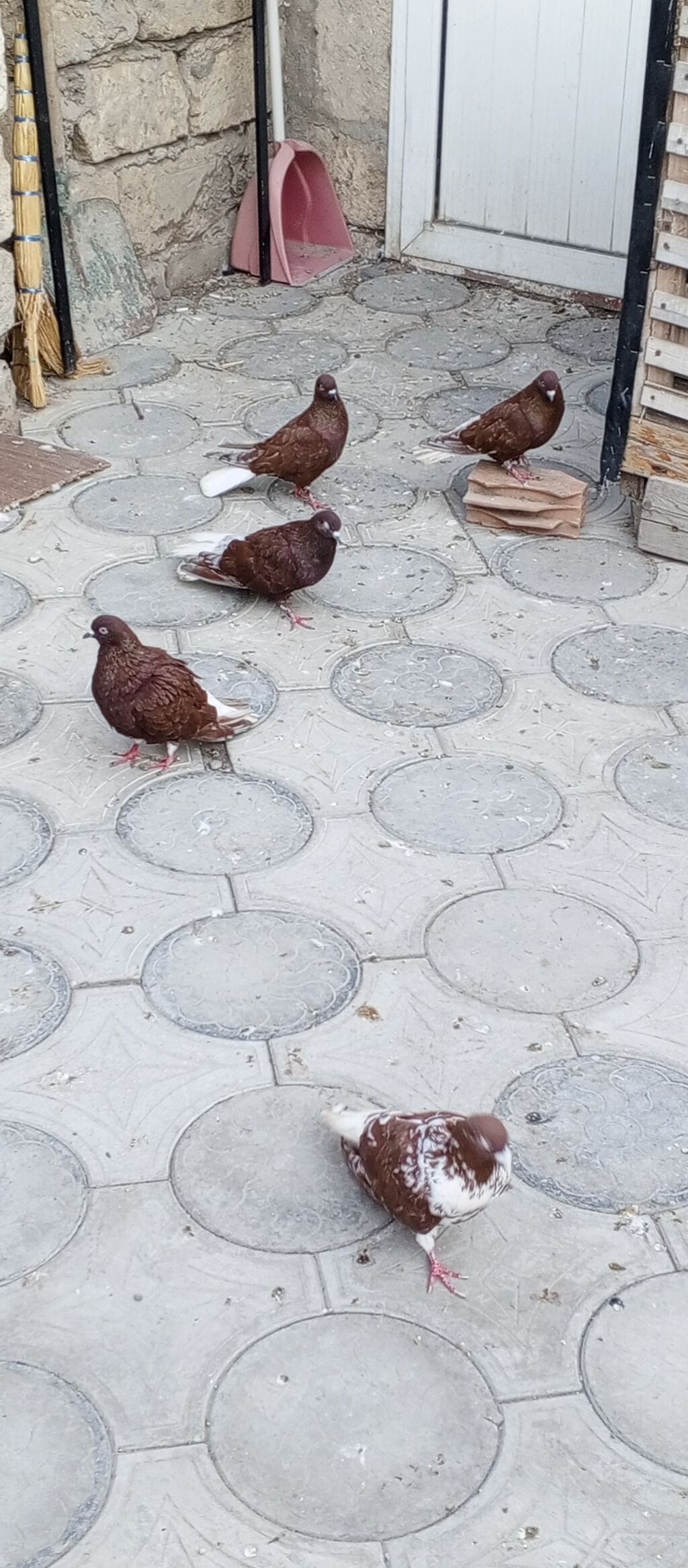 Agquyruqlar 5de erkekdi qiymet birine aiddi — Quşlar, Masazır (4)