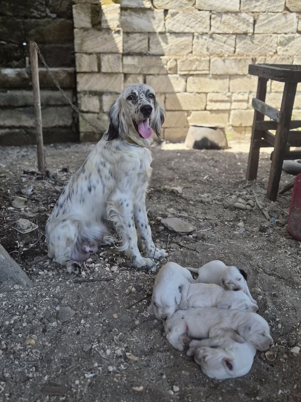 İngilis Setter balaları - Cins: İngilis Setter (ov/ailə iti tipli) - — Heyvanlar, Astara (4)