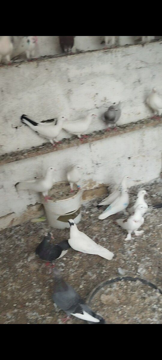 Göyərçinlər — Quşlar, Bakı (5)