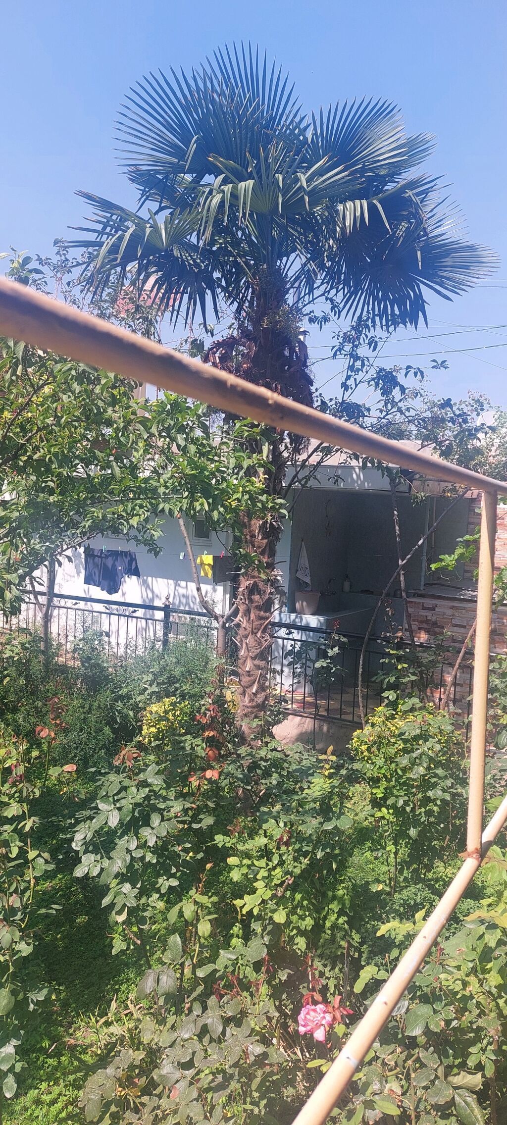Satılır: Hündür dekorativ palma ağacı (Trachycarpus fortunei – külək — Bitkilər, Gəncə (2)