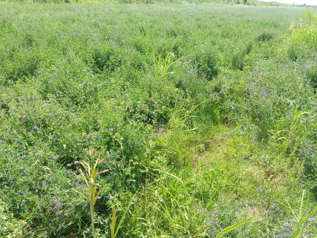 300 sot torpaq sahəsi, Salyan r. — Torpaq, Salyan (2)