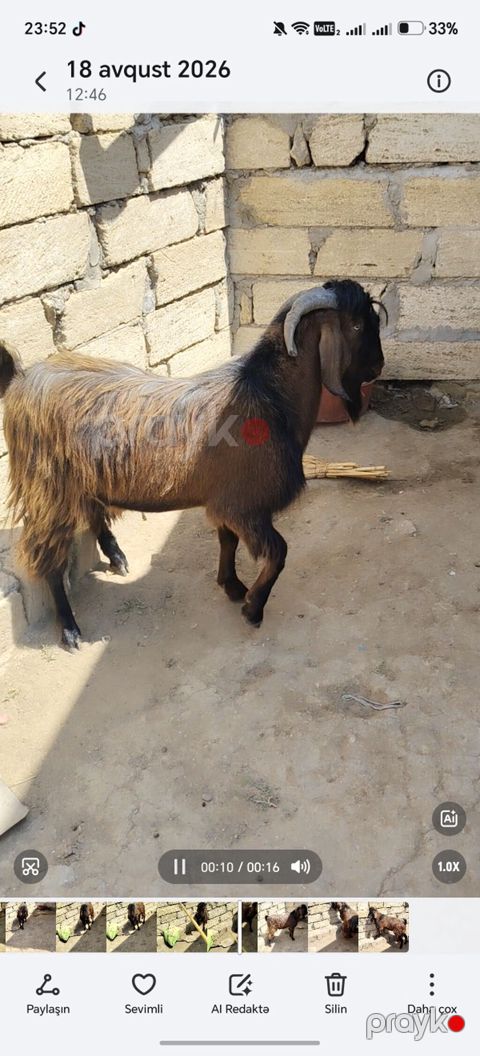 Erkey teke heleb 350 azn super qızgındı