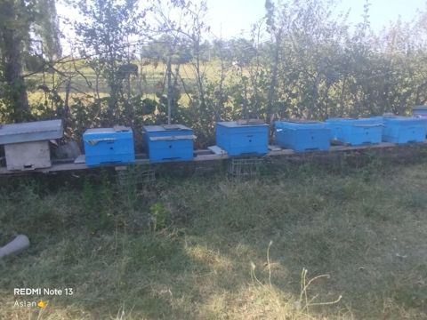 Arı ailələri Xaçmaz rayonu arılar karnıma növüdür 10 ədəd