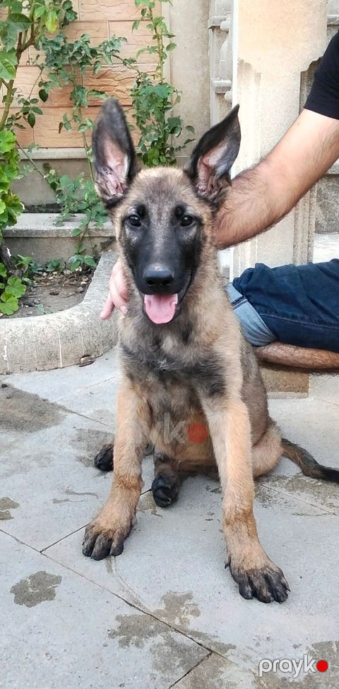 Belçika çoban iti, 3 ay, Erkək, Ünvandan götürmə