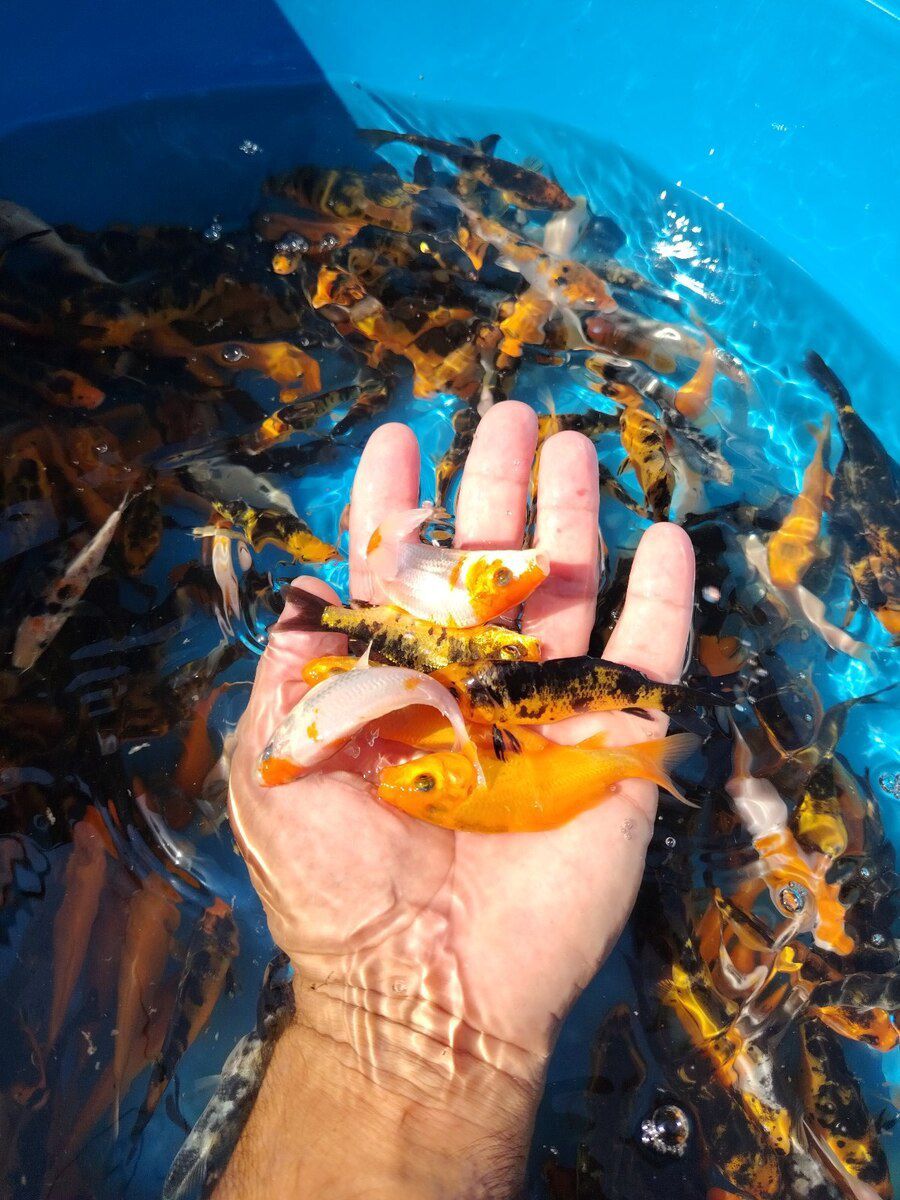 Koi balıqları — Akvariumlar və balıqlar, Bakı (4)