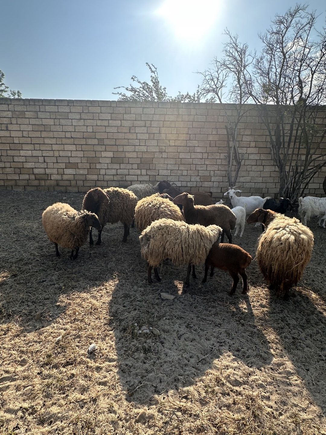Qoyunlar — Kənd təsərrüfatı heyvanları, Bakı (2)