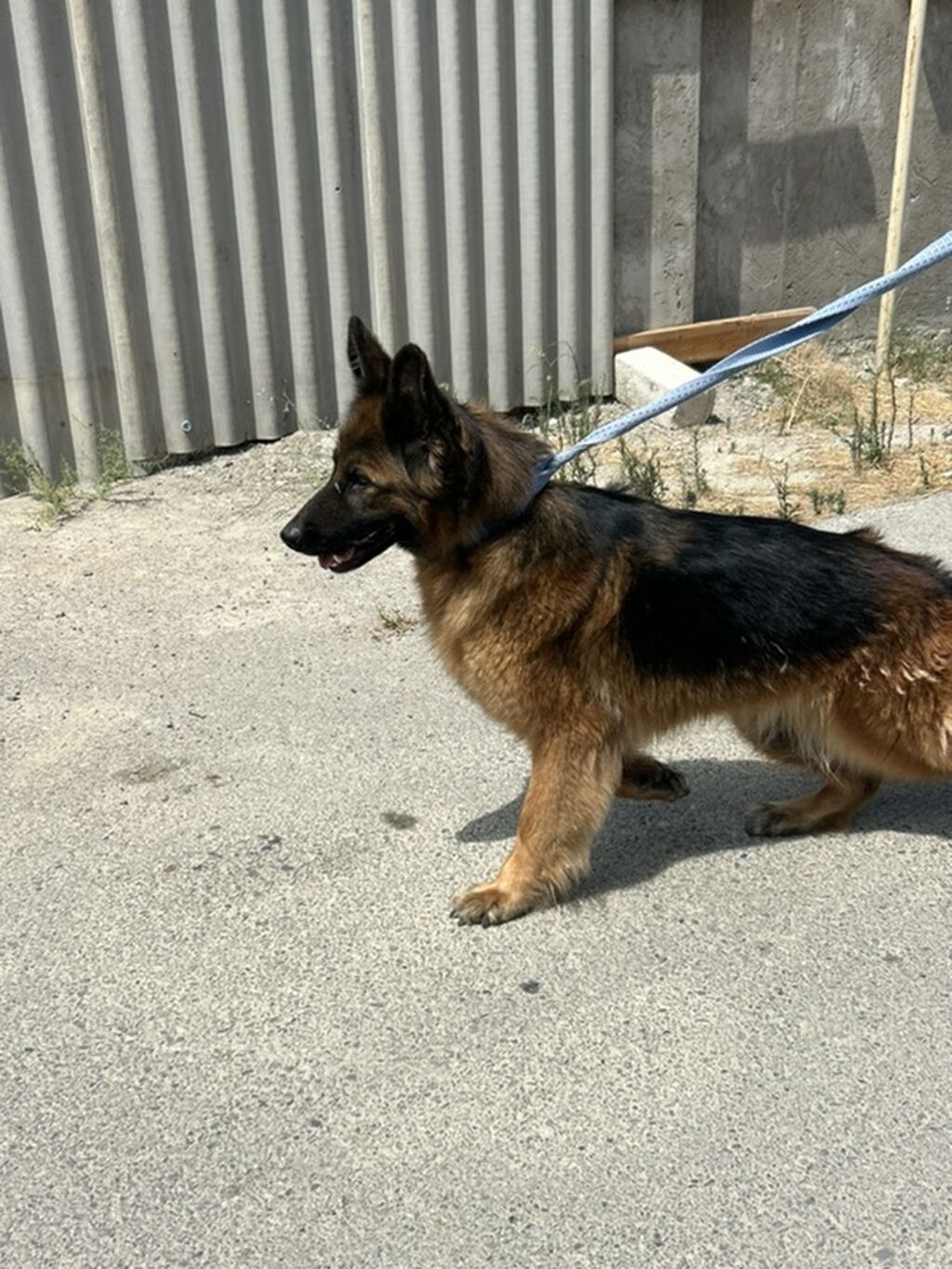 Alman çoban iti, 3 il, Dişi — Heyvanlar, Bakı (3)