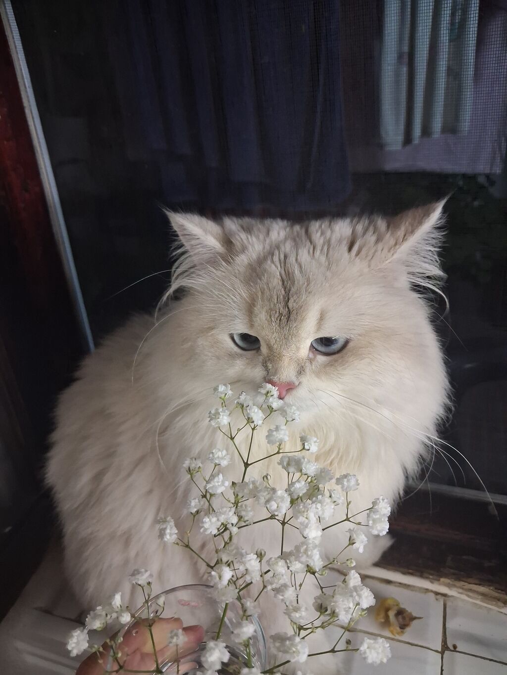 Şinşilla, Erkək, Yaxşı əllərə, Ünvandan götürmə, Ödənişli çatdırılma — Kəmiçilər, Bakı (3)