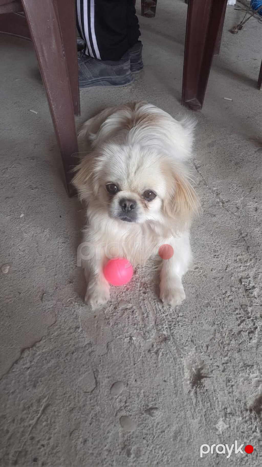 Pekines — Heyvanlar, Digah (2)
