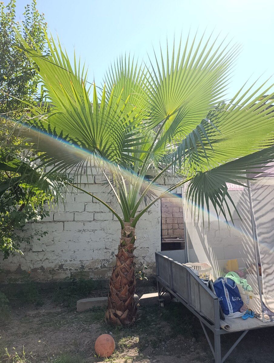 Palma ağacı — Bitkilər, Bakı