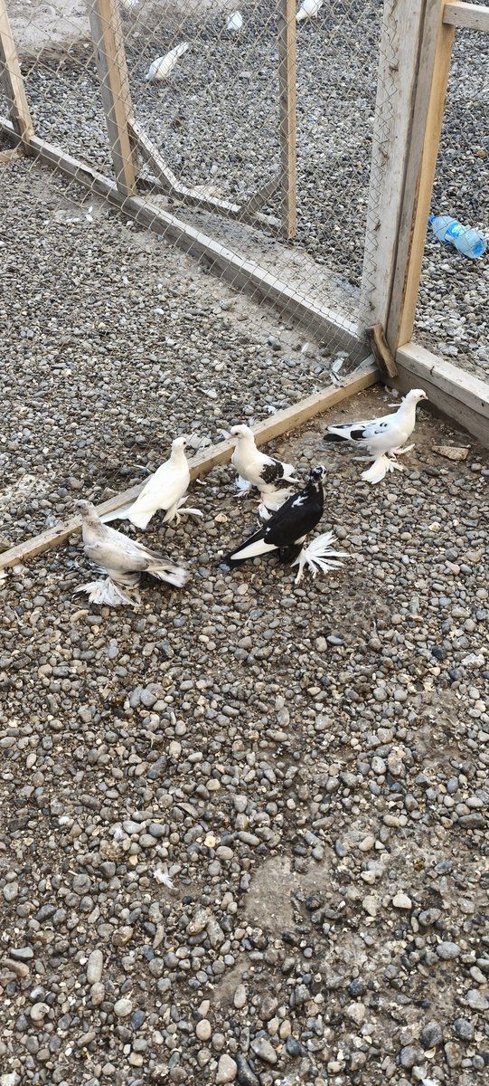 Göyərçinlər — Quşlar, Salyan (6)