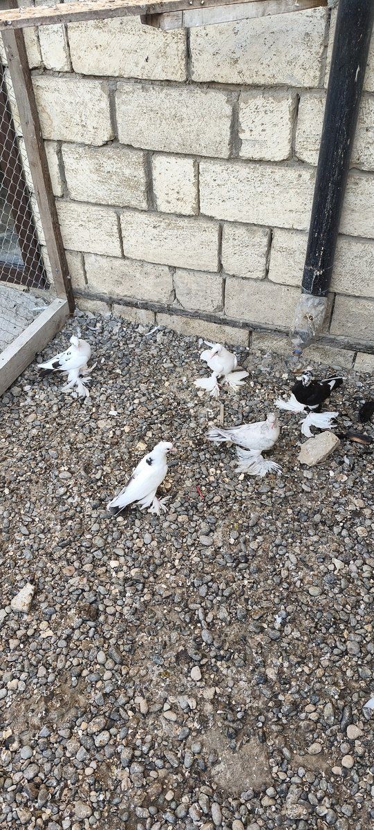 Göyərçinlər — Quşlar, Salyan (8)