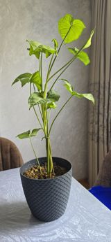 Ev bitkiləri - Syngonium (Saksıda canlı bitki) — Bitkilər