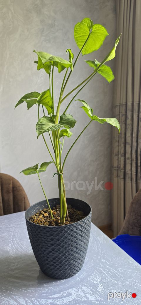 Ev bitkiləri - Syngonium (Saksıda canlı bitki) — Bakı