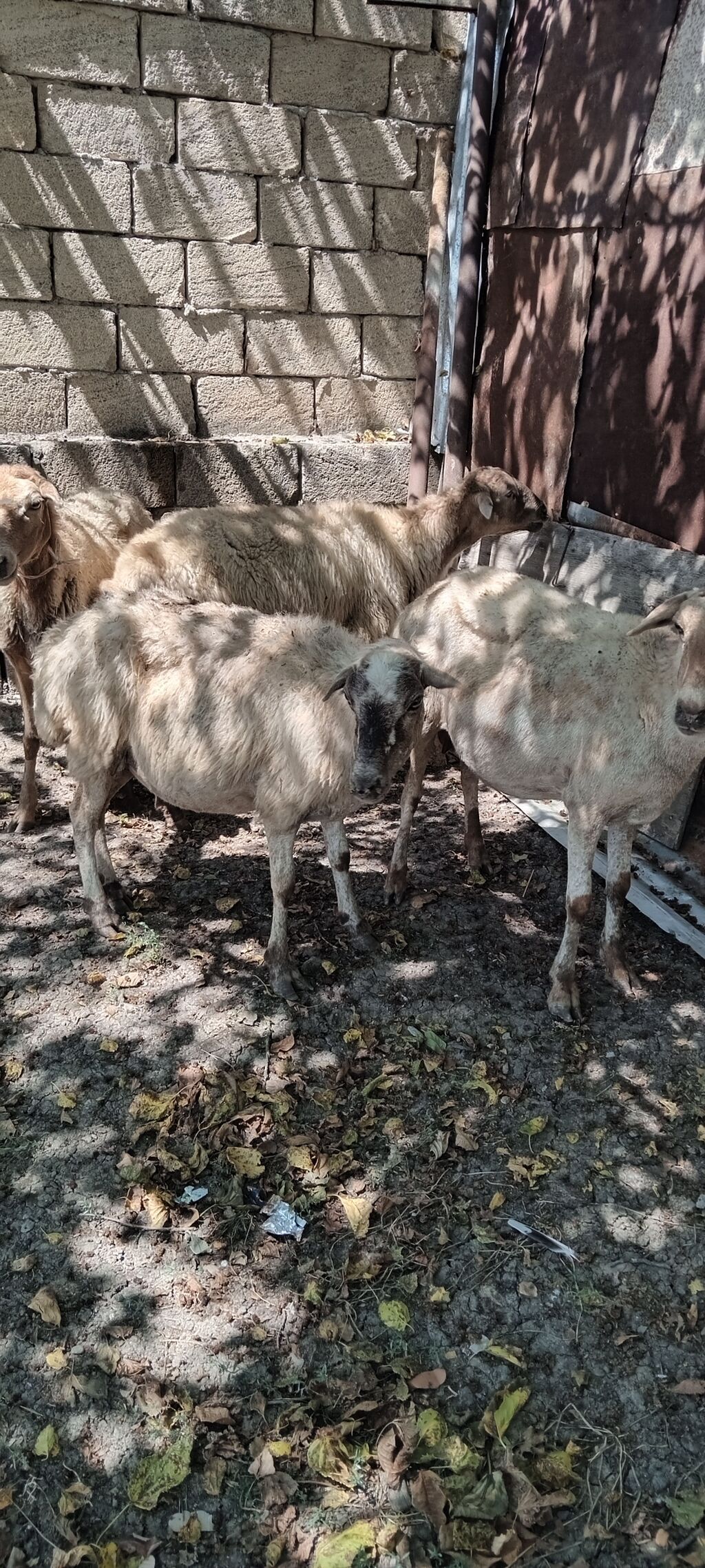 Satlıq qoyunlar. Şəkillərdə bir neçə baş qoyun görünür. Rəngləri — Heyvanlar, Şamaxı