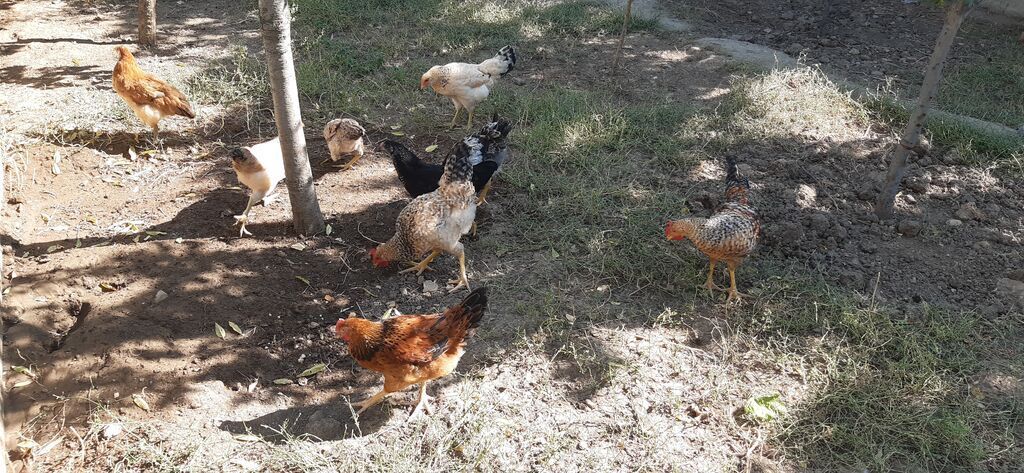 Salam eleykum, heyet saxlanmis kent colpalaridi 3 ay 22 gunluydu — Heyvanlar, Bakı