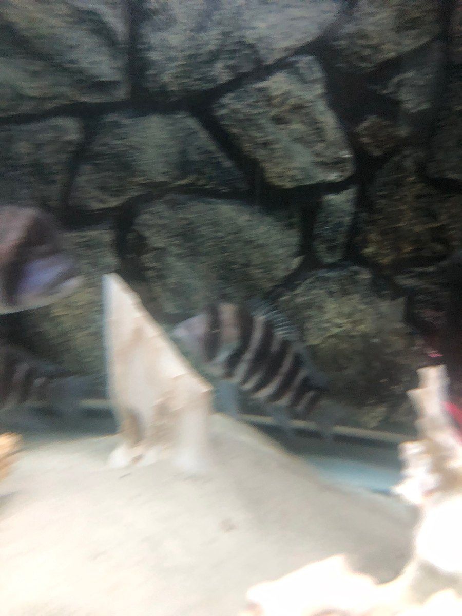 Akvarium və balıqlar — Akvariumlar və balıqlar, Bakı (9)