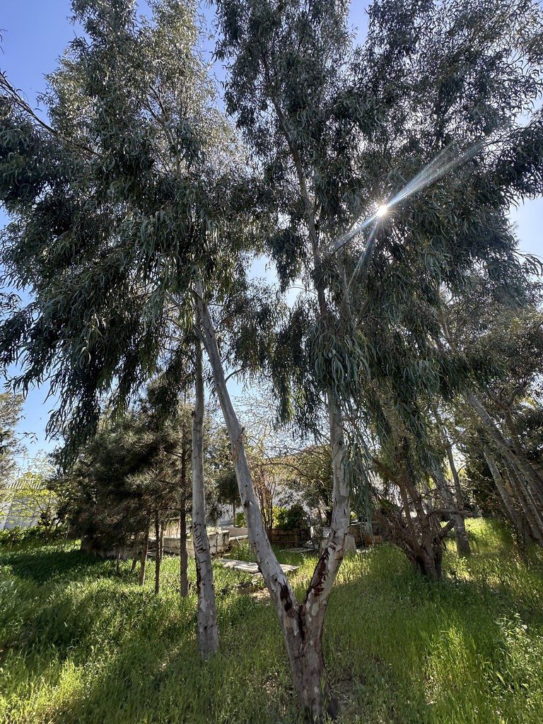 Satılır torpaq 11 sot — Torpaq, Bakı (6)