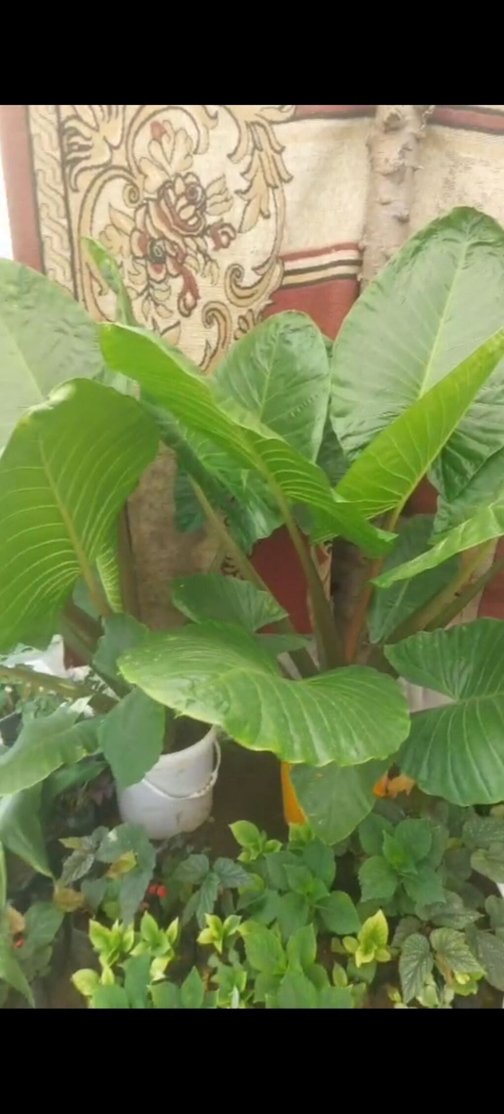 Böyük yarpaqlı dekorativ otaq/bağ bitkisi – Alokaziya (Elephant Ear) — Mallar, Bakı (4)