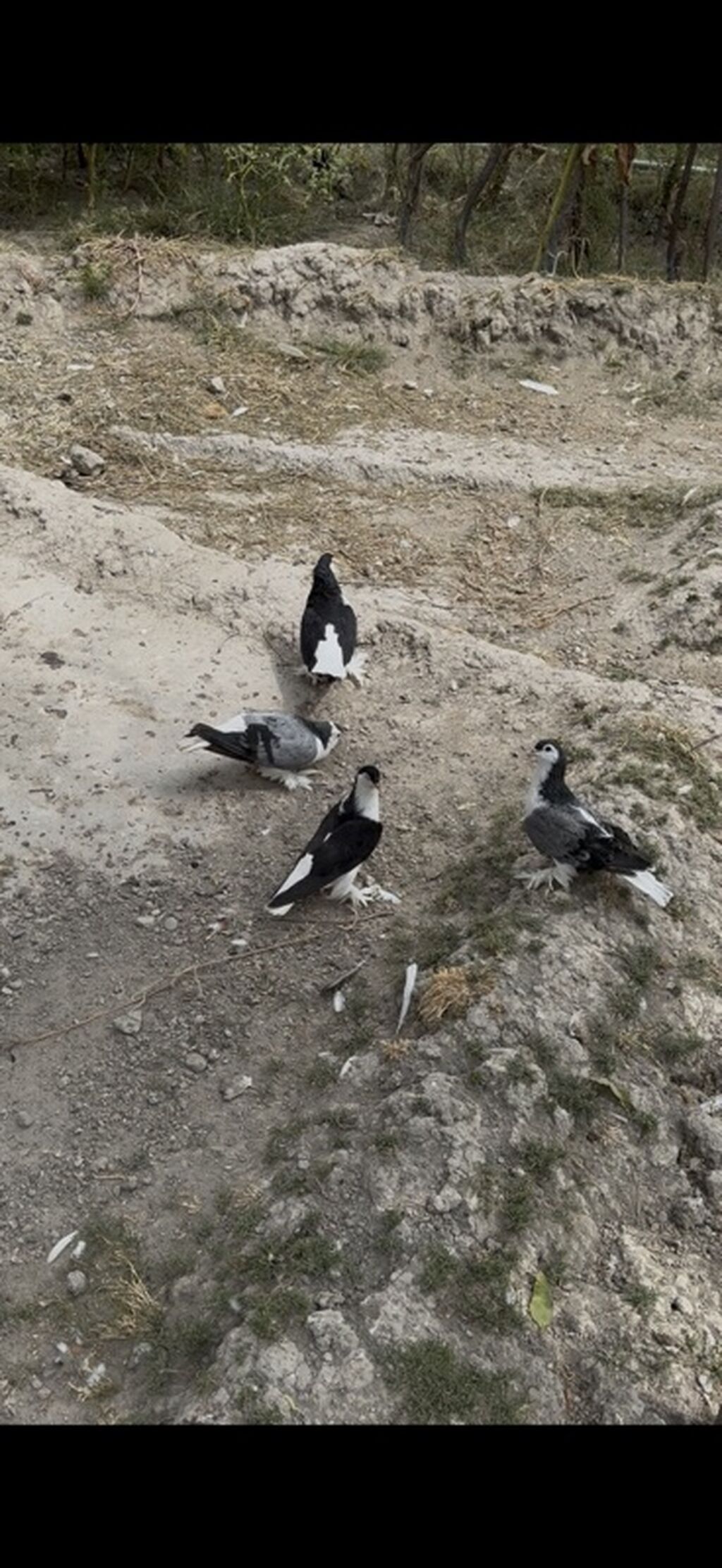 4 dene Delfin satilir 4 denesi 135 manat ciddi alicilar yazsin — Quşlar, Mingəçevir