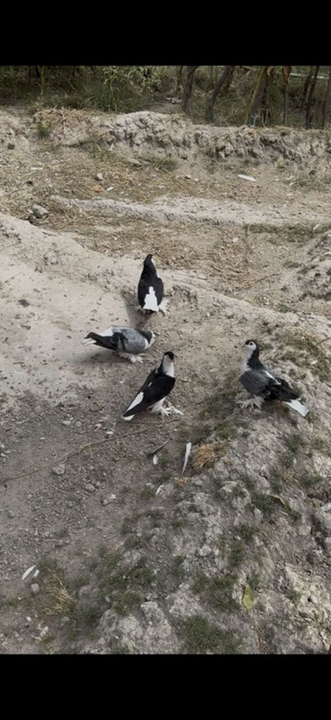 4 dene Delfin satilir 4 denesi 135 manat ciddi alicilar yazsin
