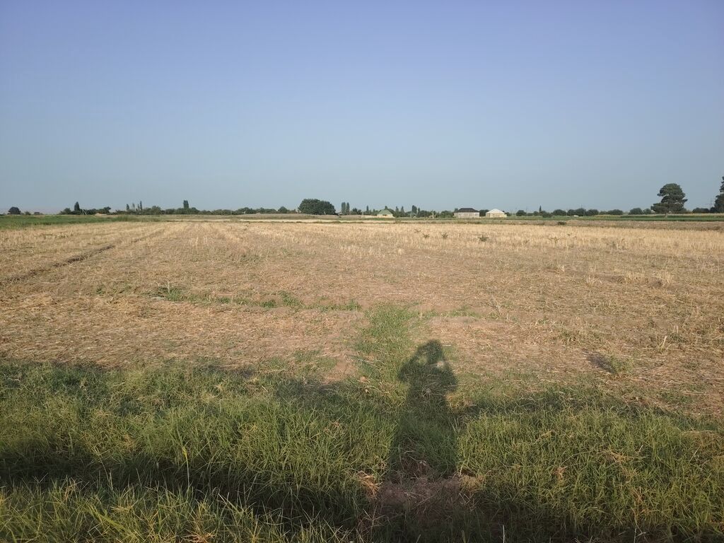 Kənd təsərrüfatı — Torpaq, Samux (2)