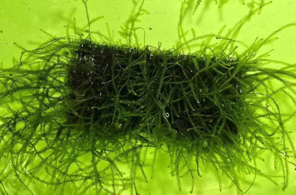 Akvaryum üçün moxlar: Christmas moss və Taiwan moss - Paslanmayan