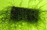 Akvaryum üçün moxlar: Christmas moss və Taiwan moss - Paslanmayan — Cəfər