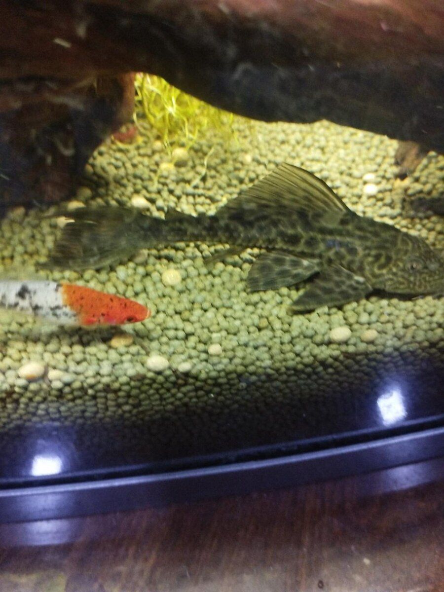 Akvarium — Akvariumlar və balıqlar, Bakı (2)