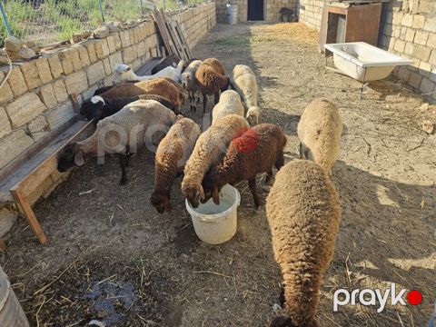16 quzudu 2 keçi saxlaya bilmirəm 4400 manata almışam ziyana