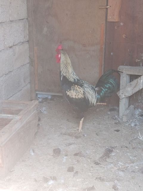 Xoruz satılır