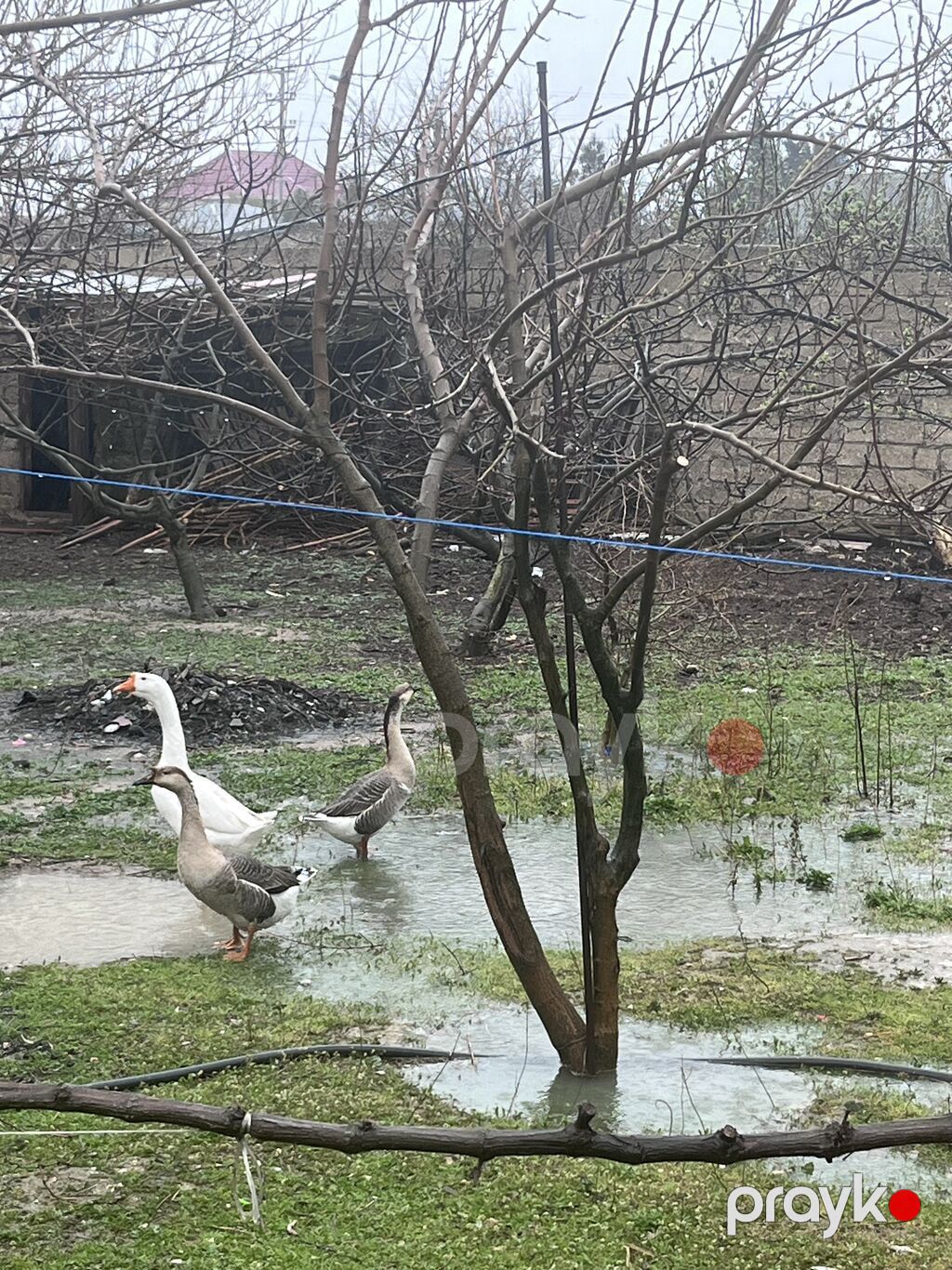 3 ədəd linda qazı satılır yumurtalıq və ətlik olarağ süper heyvanlardı — Heyvanlar, Digah (3)