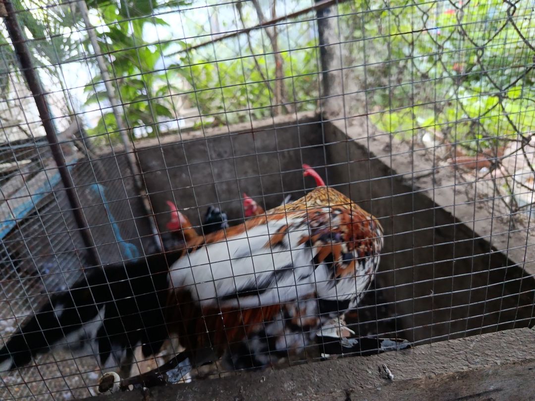 Yaponka xoruzu — Toyuq və xoruz, Bakı (3)