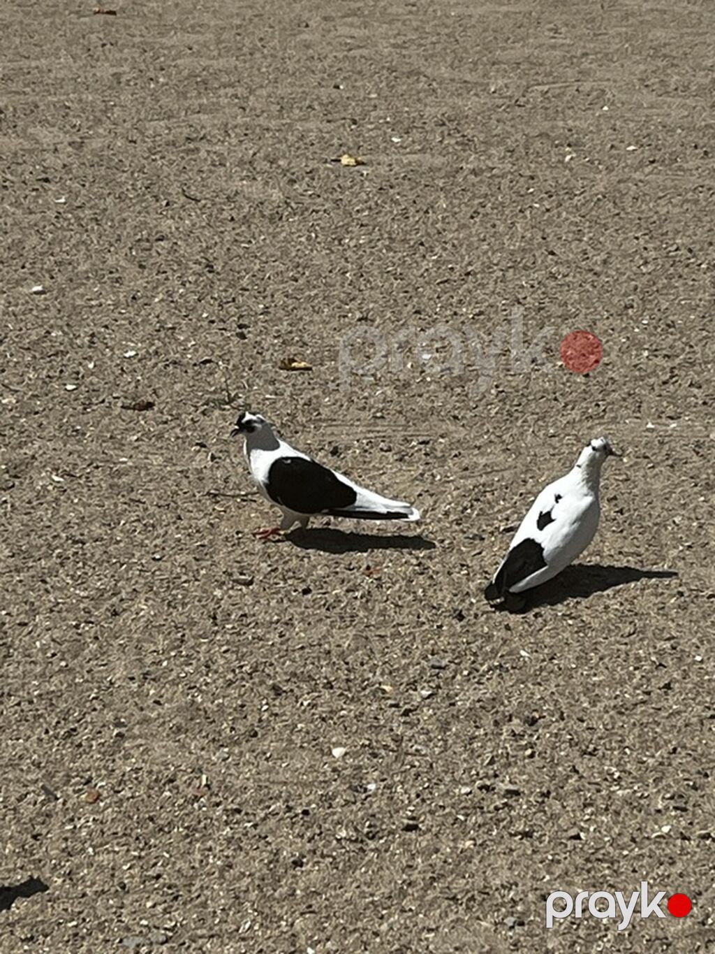 18 quşdu biri 5manatdan boynu güllülər var içində qırmızı baş qarabaşa — Quşlar, Digah (3)