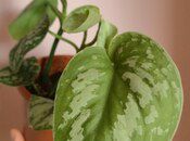 Scindapsus exotica — Bitkilər, Sumqayıt (9)