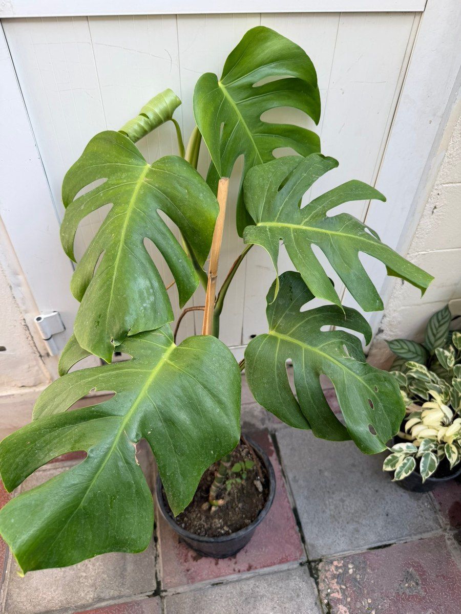 Monstera — Bitkilər, Bakı