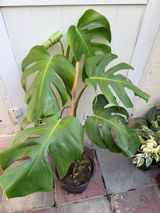Monstera — Дача и сад
