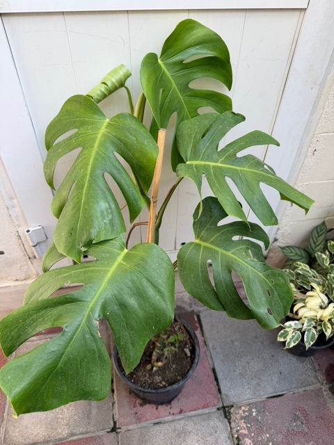 Monstera — Online gül satışı