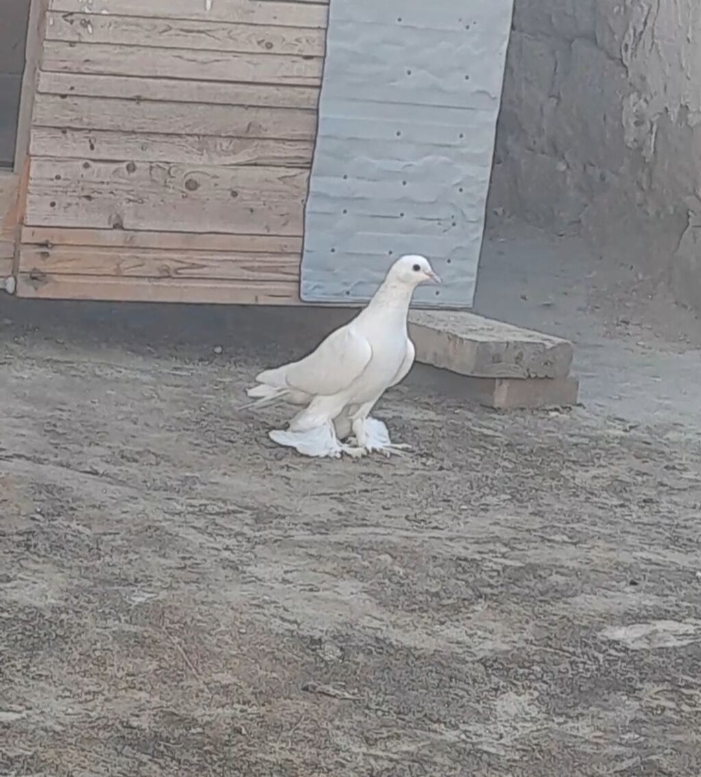Leleyli tutulmadi orta goy quyrugdu war kimidi oynagdi unvan suraxani — Quşlar, Bakı (4)
