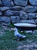Salam. Hünkari maya tam saglam heyvandi. Qiymet 15m unvan seki qırag — Попугаи