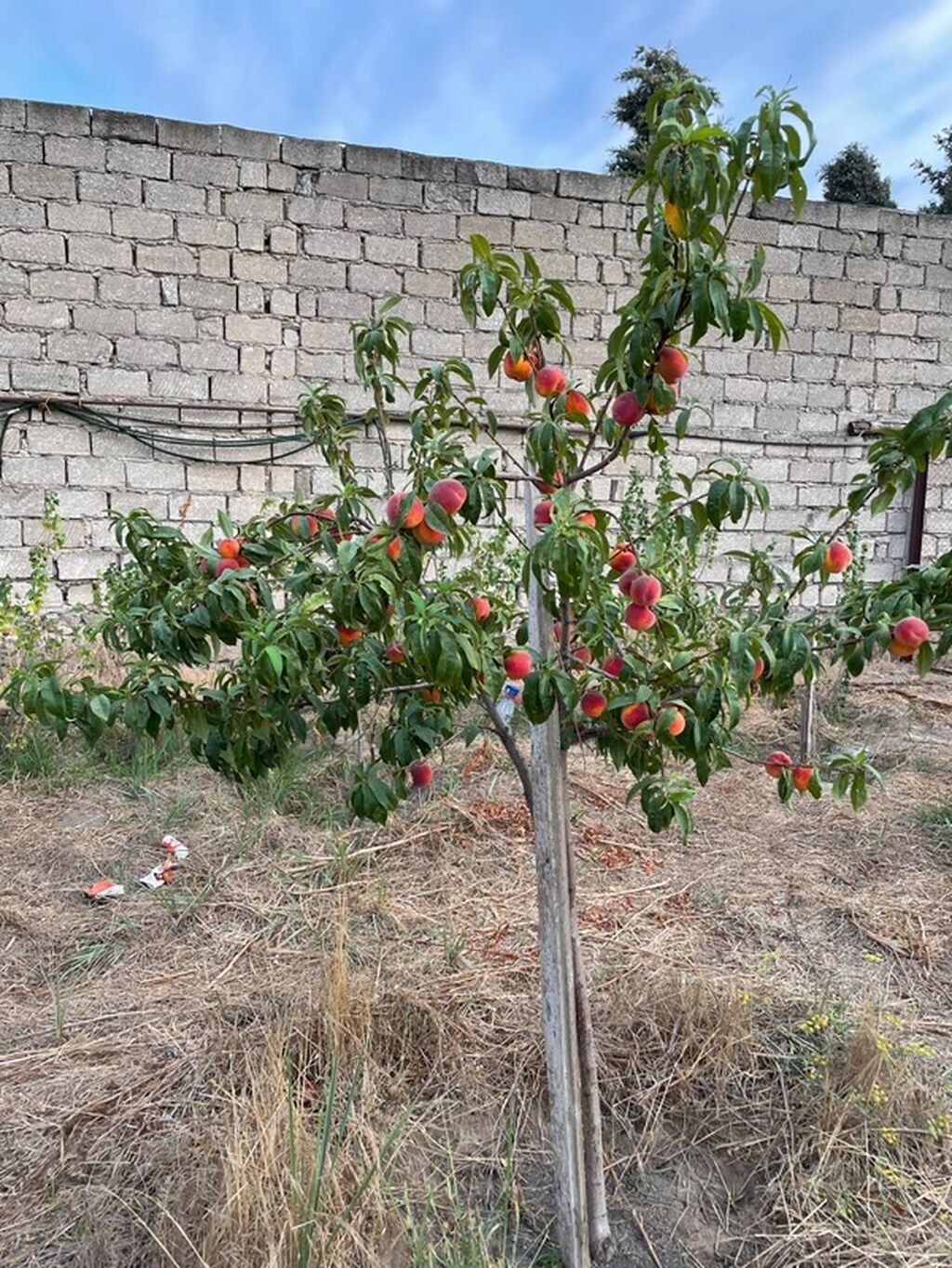 15 sot, Tikinti — Torpaq, Digah (9)