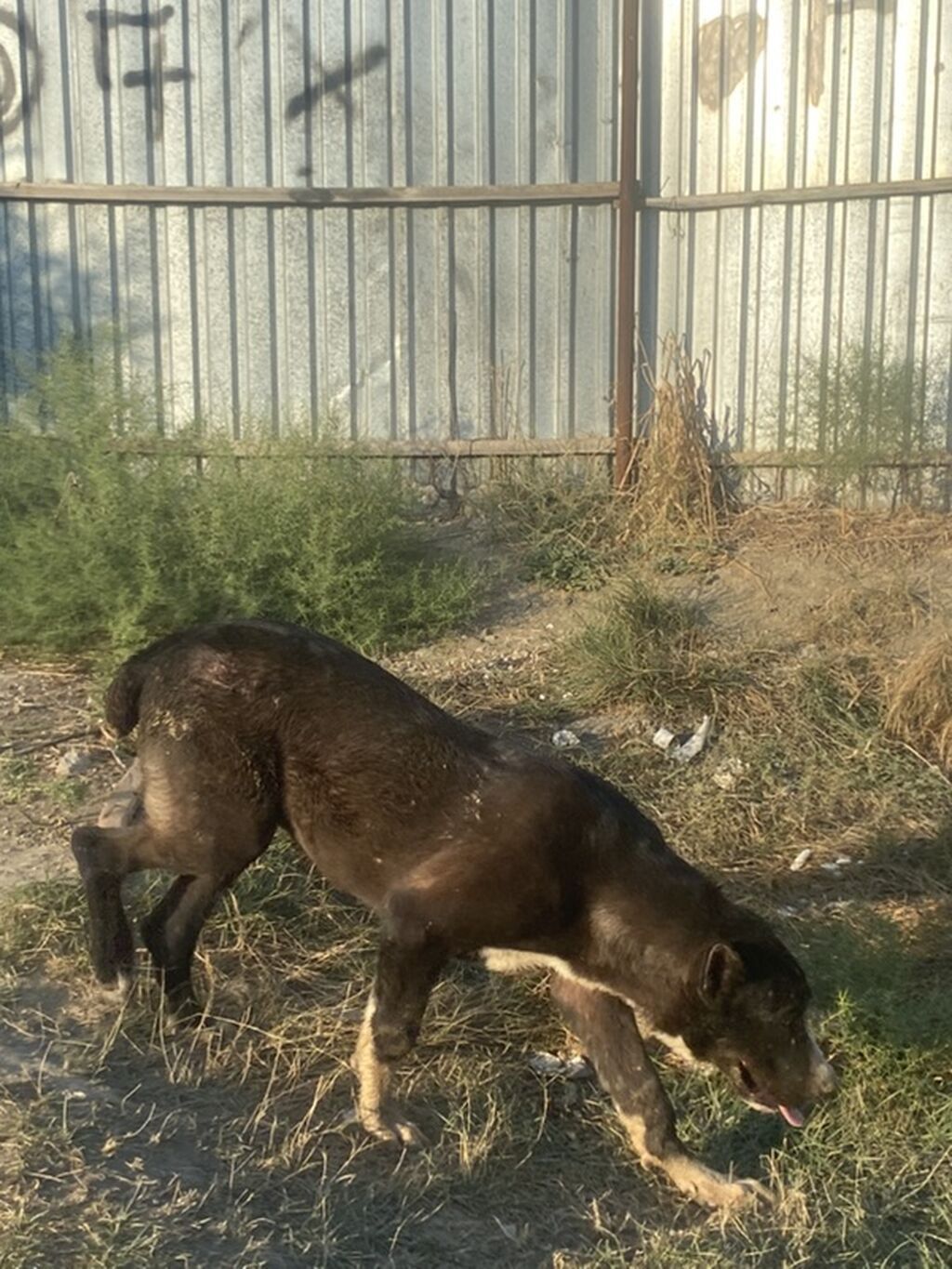 Alabay, 6 ay, Erkək, Peyvəndli - 1
