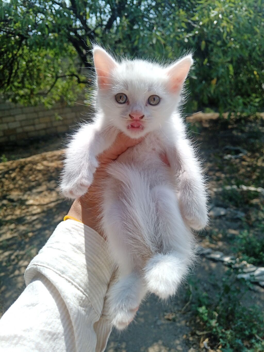 VAN KEDI CINSLI ERKEK 40 GÜNLÜK ağ tüklü pişik balası sahiblendirlir