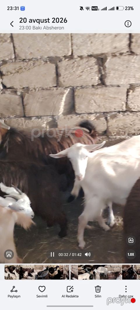 14 baş keci hamsı 2 1 qarın coxsu bogazdı